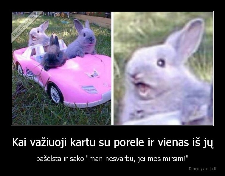 kiskis,kiskiai,porele,mirtis