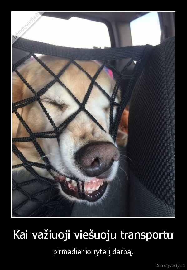 suo,viesasis, transportas,darbas