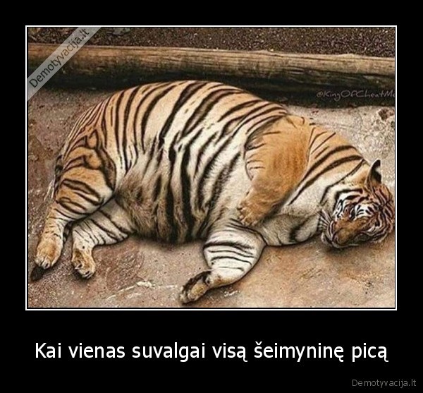 tigras,pica,valgis,valgymas,pietus