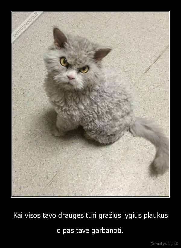 kate,katinas,kaciukas,plaukai,kailis