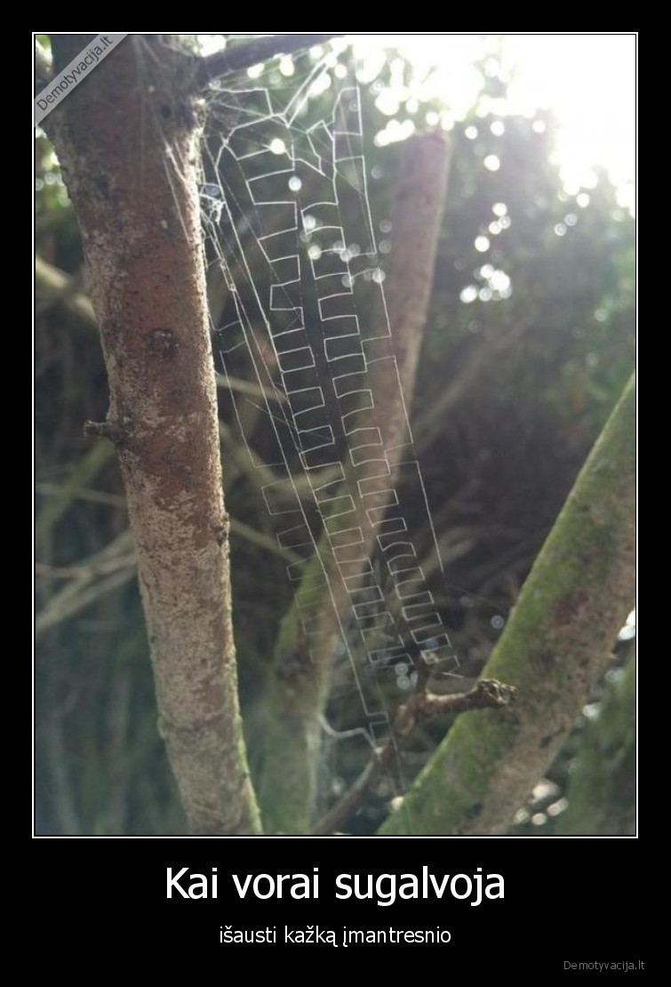 vorai,voratinkliai,isausti,tinklas,kazka, imantresnio
