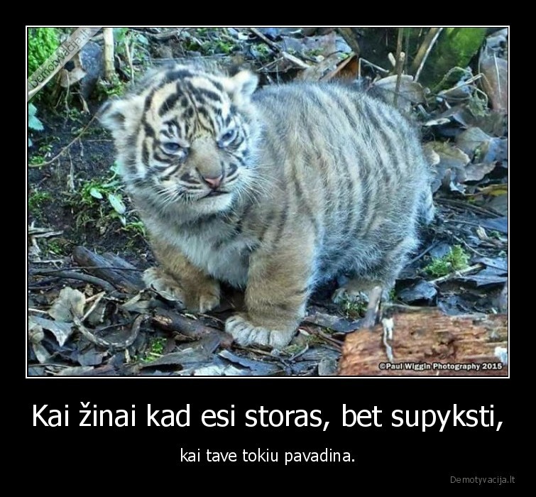 tigras,kate,katinas,storumas