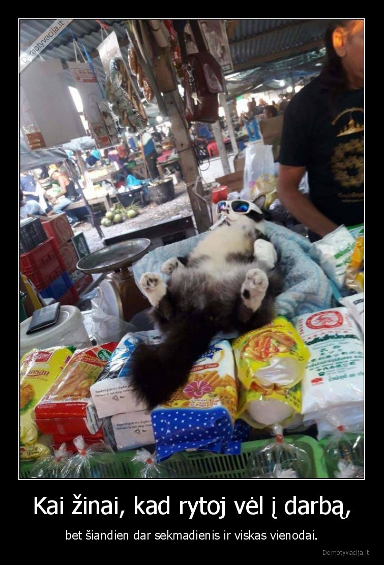 kate,katinas,darbas,sekmadienis