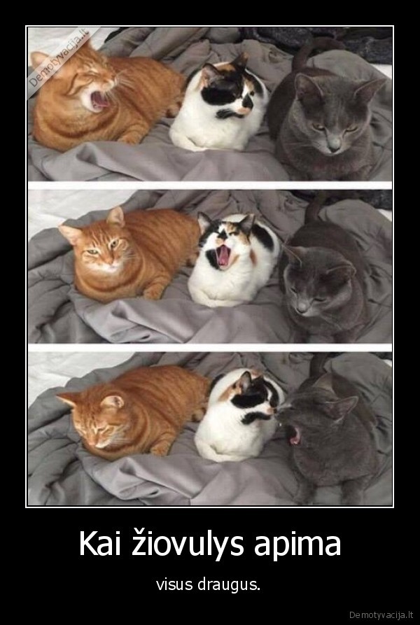 kate,katinas,katinai,mielas, katinas,ziovulys