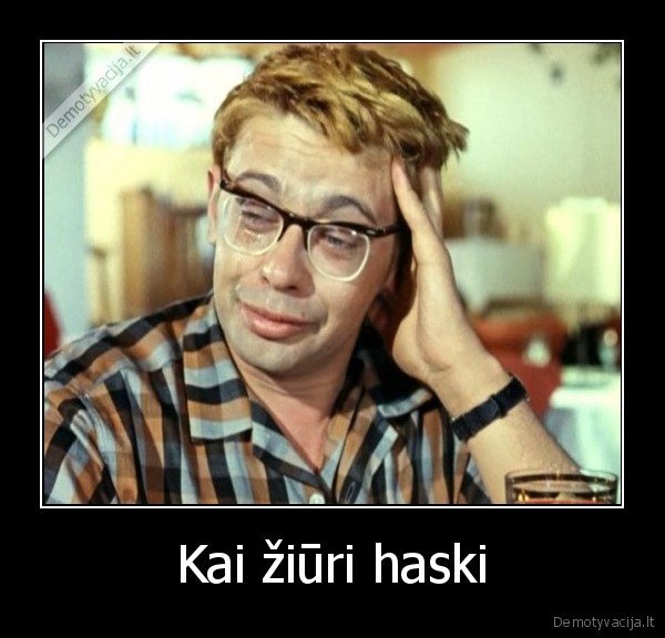 Kai žiūri haski