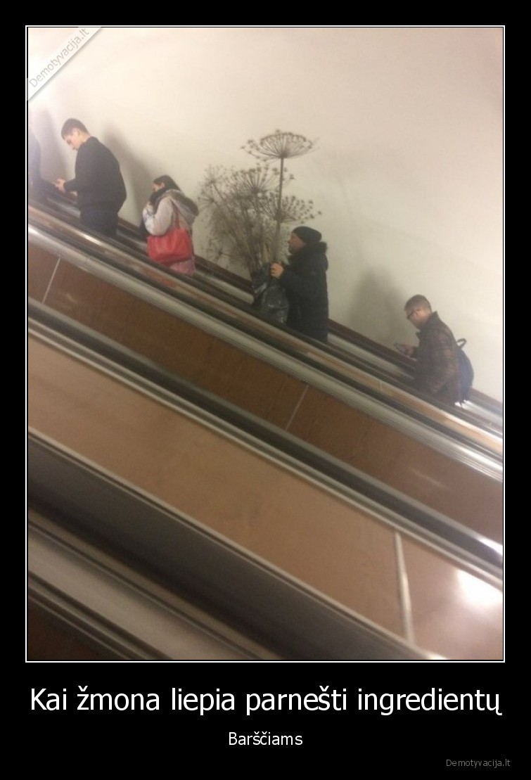 sosnovskio, barsciai