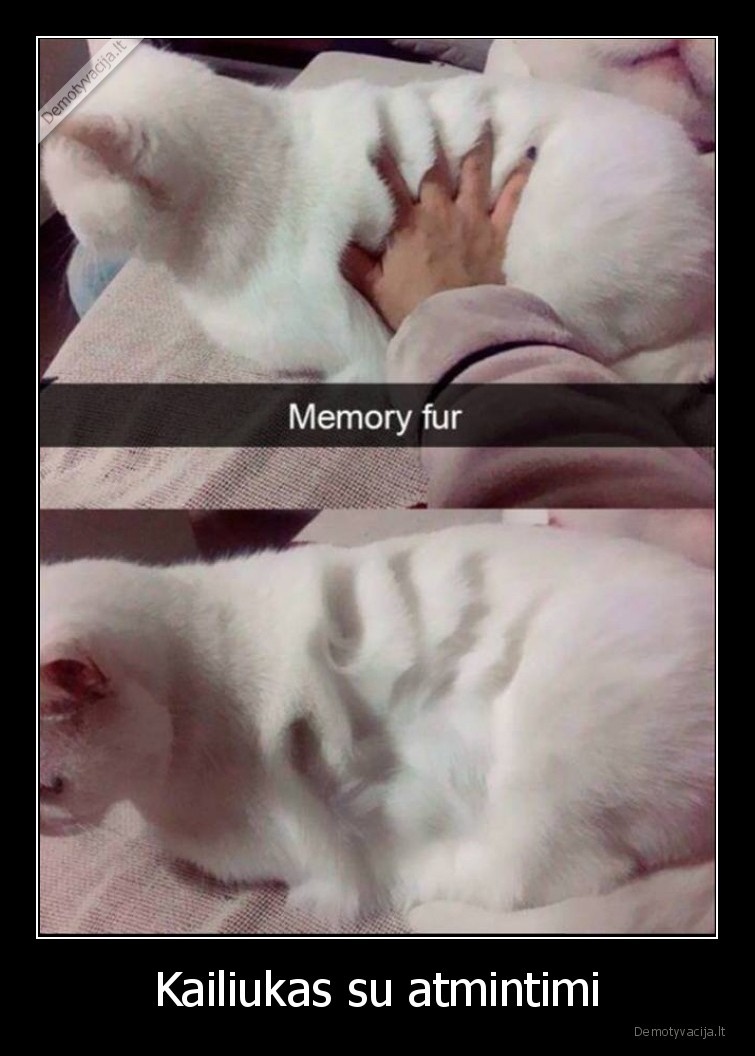 kailiukas,atmintis,pukuotas,katinai,kates,kaciukai