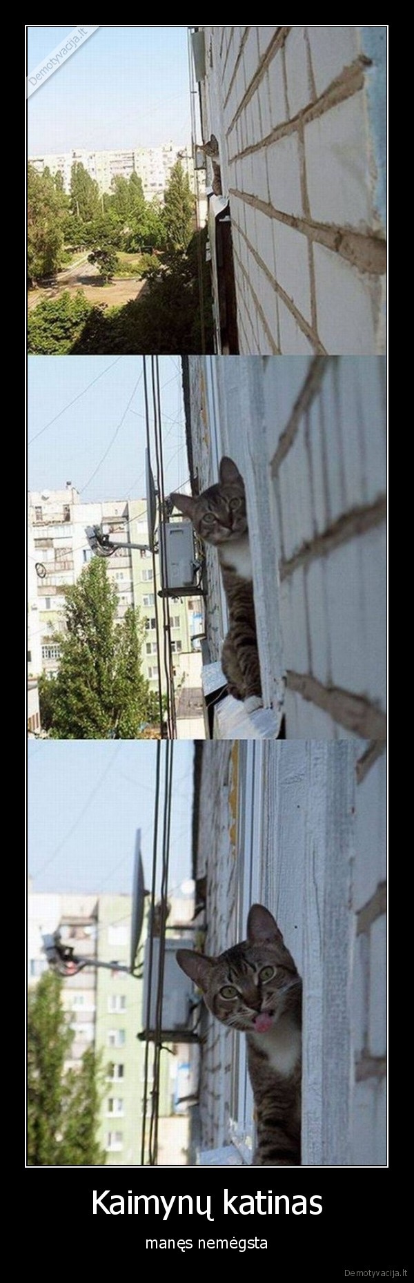 kaimynai,katinas