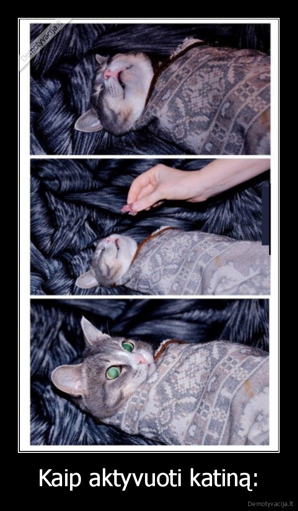 katinas,aktyvuoti