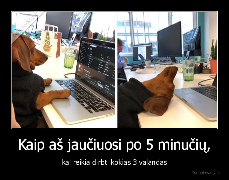 pamokos,mokslai,darbas