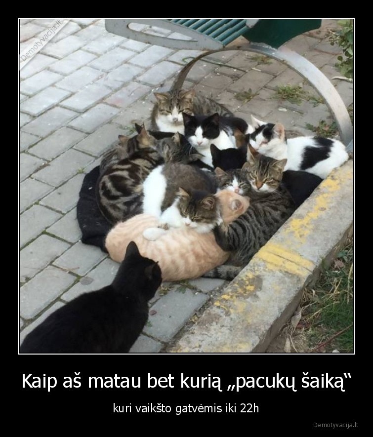 katinai,saika,gang,vaikai