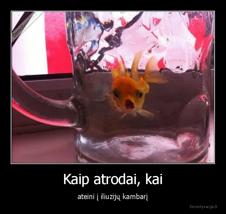 iliuziju,kambarys,zuvis