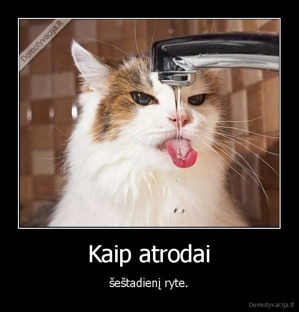 kate,katinas,sestadienis,vanduo