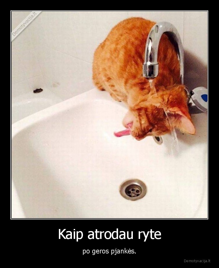 kate,katinas,ciaupas,vanduo