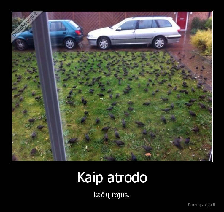 pauksciai,kate,katinas,rojus