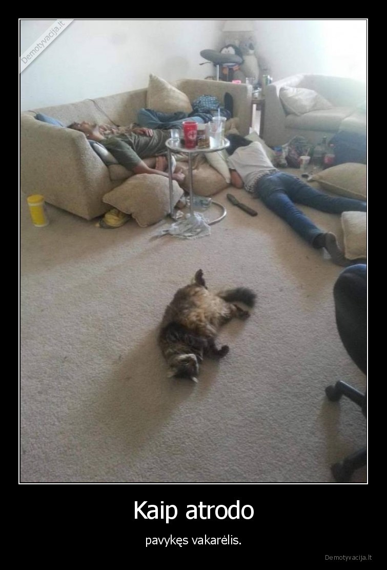 vakarelis,kate,katinas