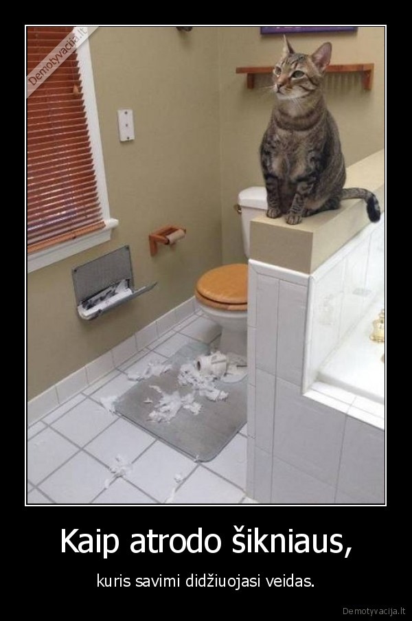 kate,katinas,siknius,veidas