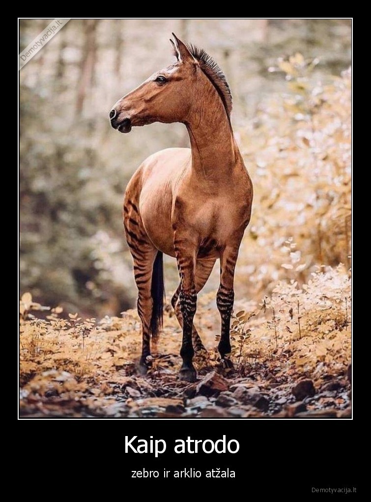 zebras,arklys,atzala