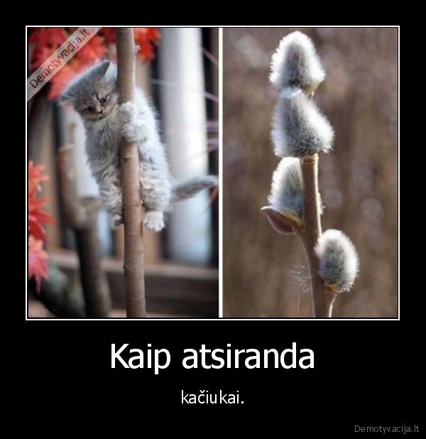 kaciukai,kate,katinas,augalas