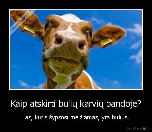 bulius,karves