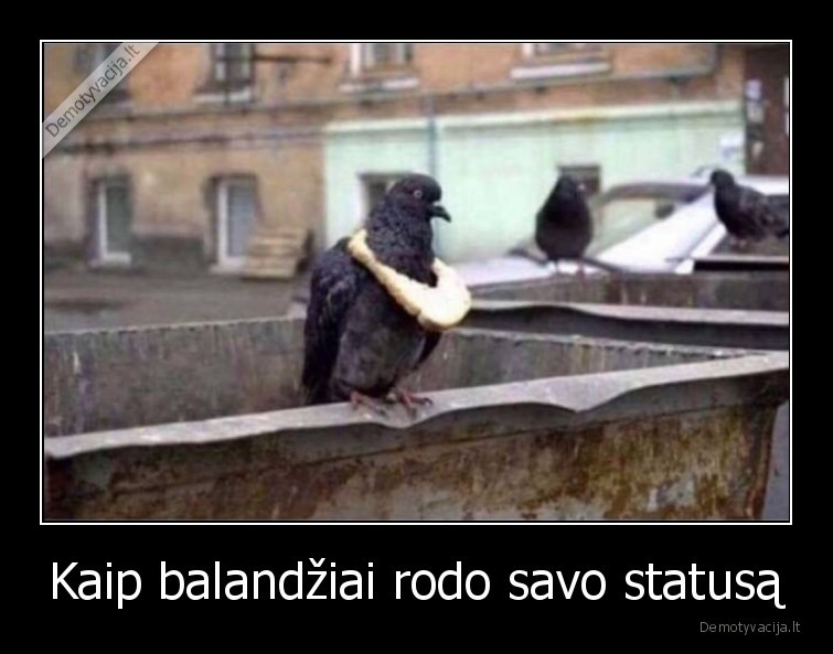 statusas,rajonas,balandziai