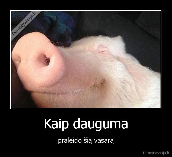 kiaules,gerti,miegoti