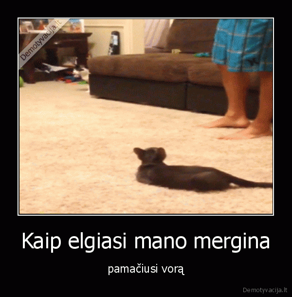 kate,katinas,mergina,voras