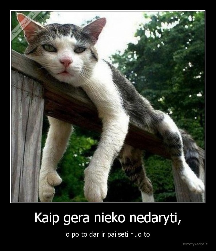 katinas,pailseti,nieko,nedaryti