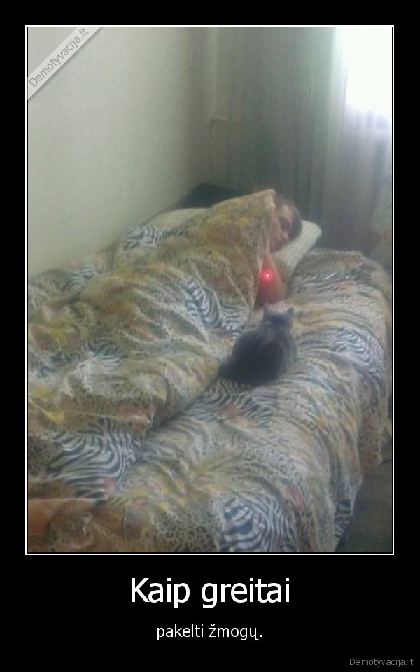 kelimas,miegas,kate,katinas