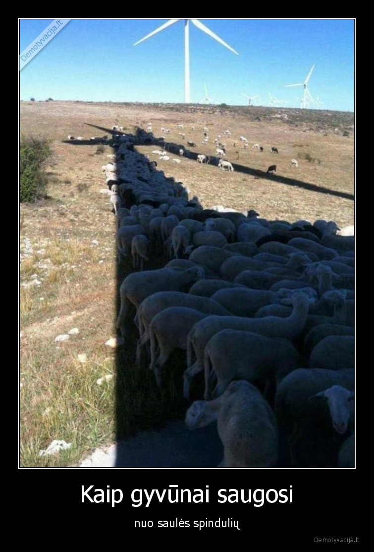 saule,avys,gyvunai,pavesis