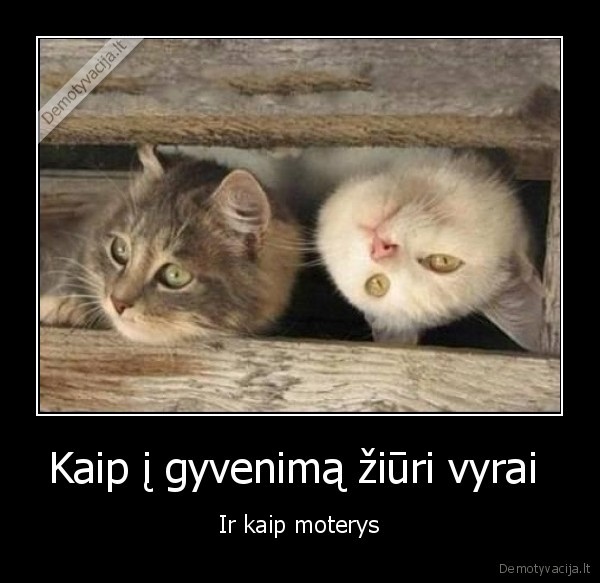 gyvenimas, vyrai,moterys