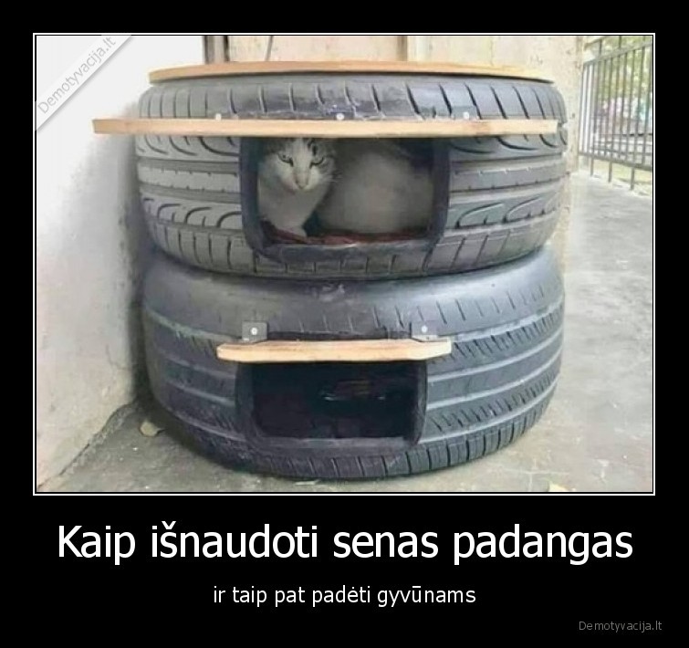 katinas,padangos,gyvunai