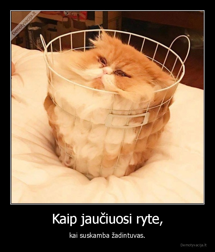 kate,katinas,zadintuvas,rytas