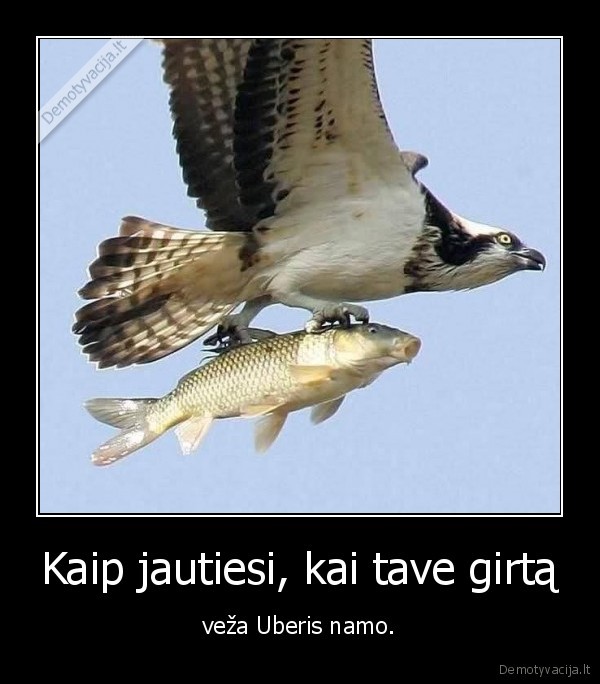 girtas,zuvis,alkoholis,erelis