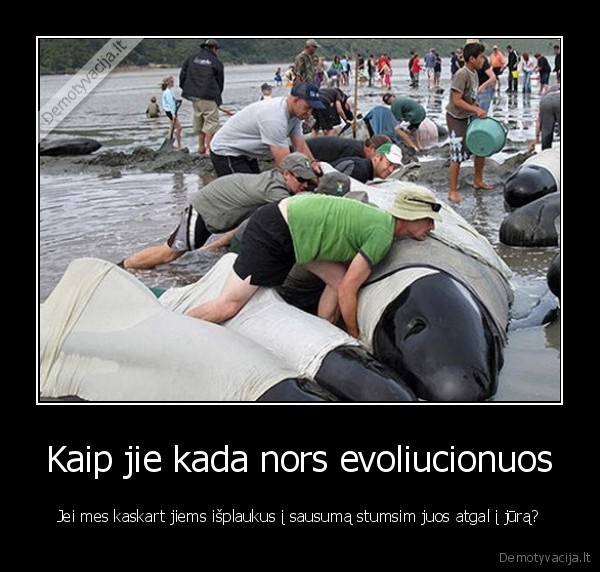 evoliucija,banginiai,orkos,delfinai