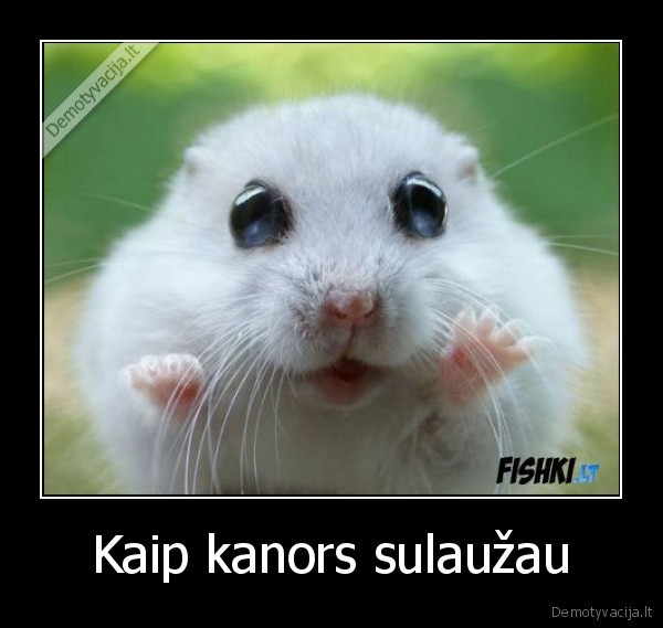 Kaip kanors sulaužau