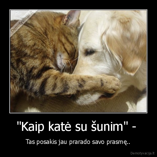 gyvunai,kate,suo,posakiai