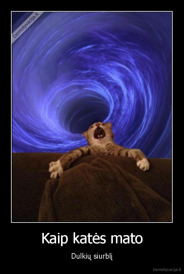 Kaip katės mato