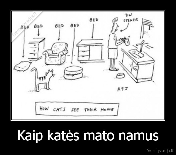 Kaip katės mato namus