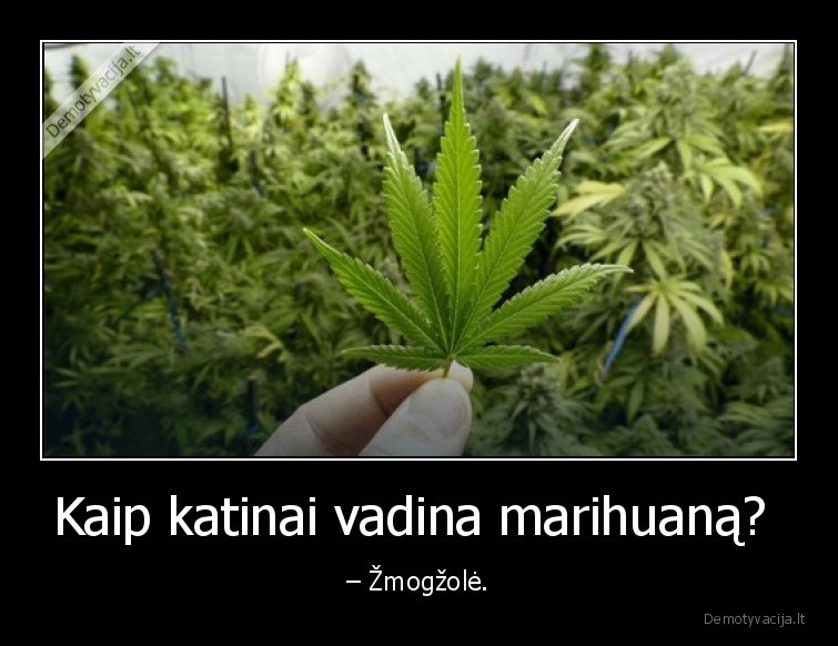 katinas,marihuana,zole,zmogzole