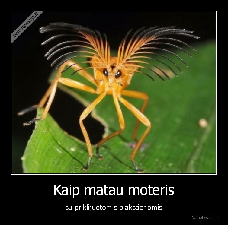 blakstienos,moterys,juokinga