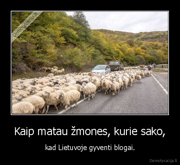 lietuva,aviu, banda,avinai