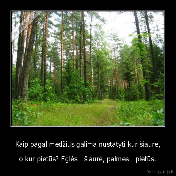 medziai,miskas,pietu, kryptis
