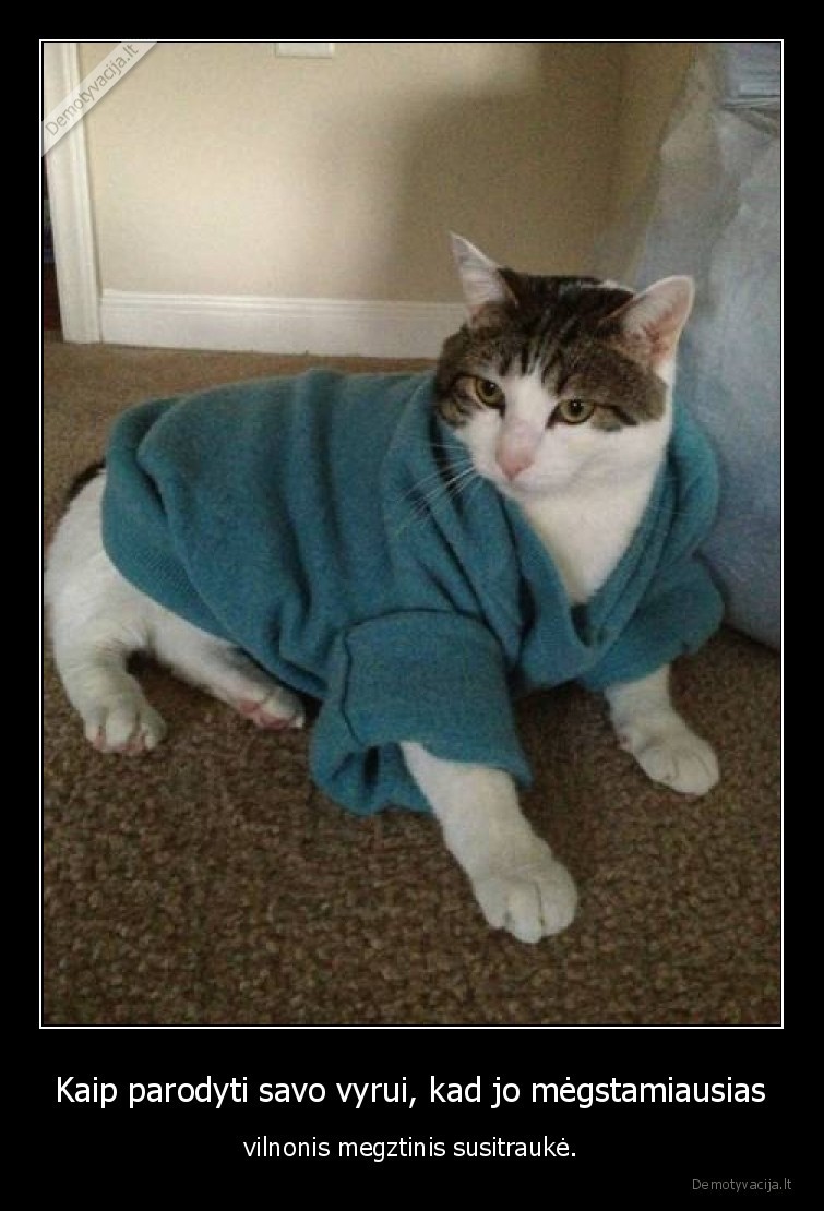 kate,katinas,megztinis