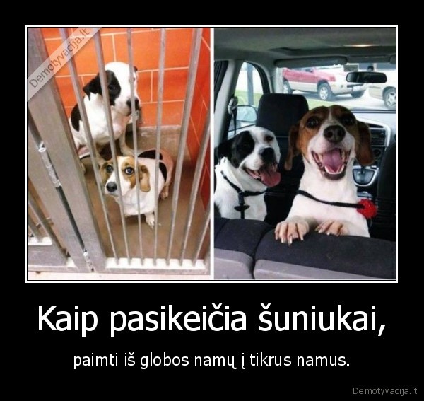 suo,suniukas,globos, namai,namai