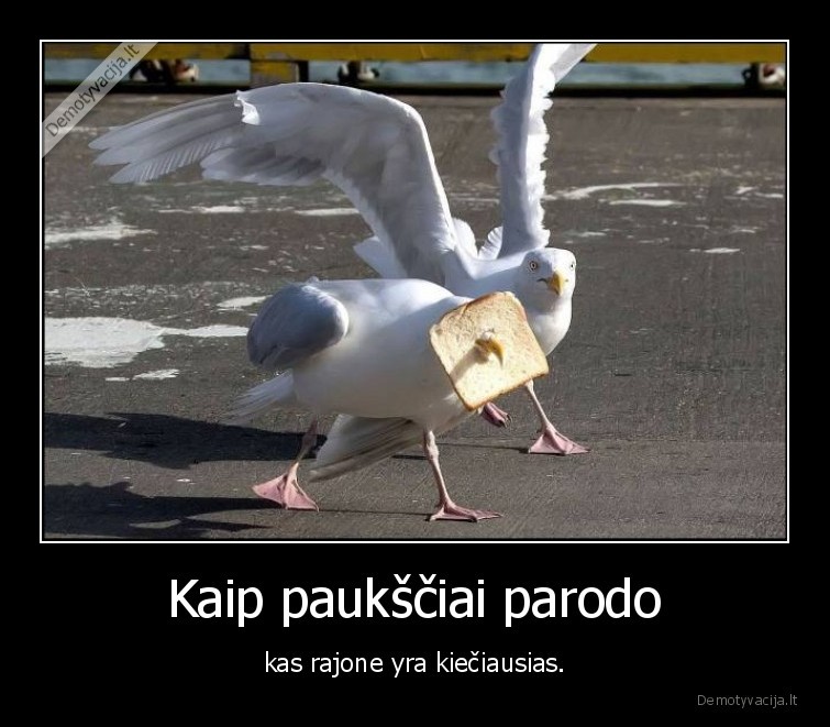 zuvedra,batonas,pauksciai