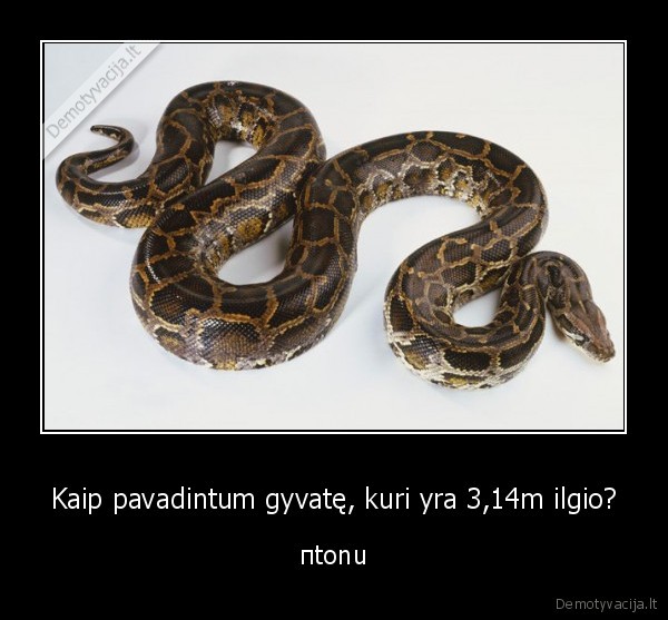 gyvate,matematika,mediena,pi