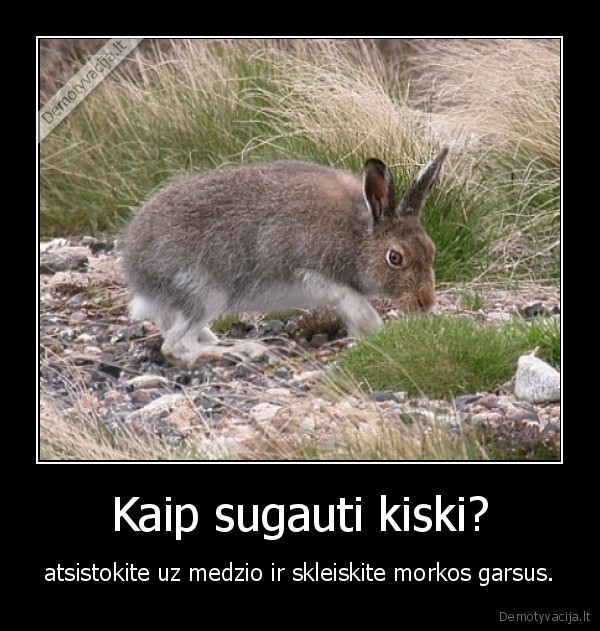 Kaip sugauti kiski?