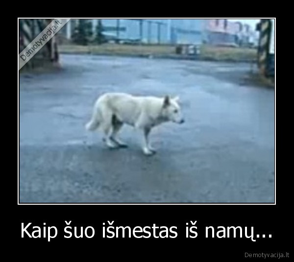 Kaip šuo išmestas iš namų...