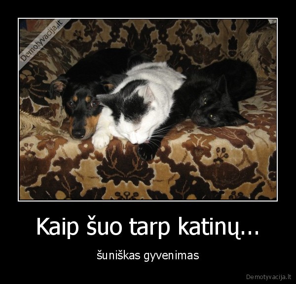 sunys,kates,katinas,suniskas, gyvenimas